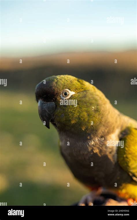 Image result for Brooding Parrot