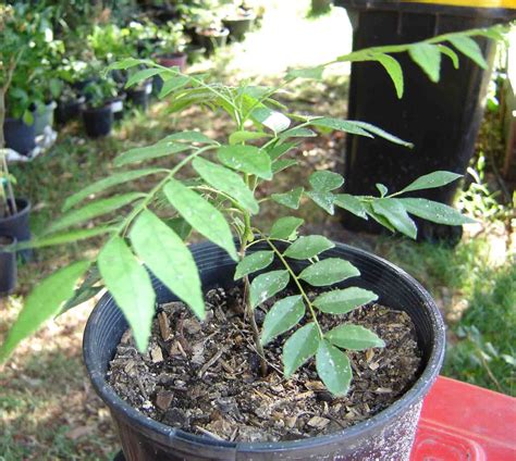Forum: Curry Leaf Tree in Melbourne