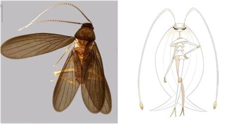 Cockroach Pokemon 的图像结果