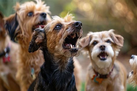 Image result for Dogs Barking