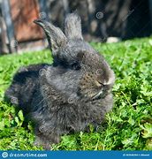 Image result for Water Rabbit