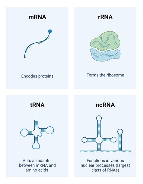 Nucleic Acid Building Blocks | AAT Bioquest