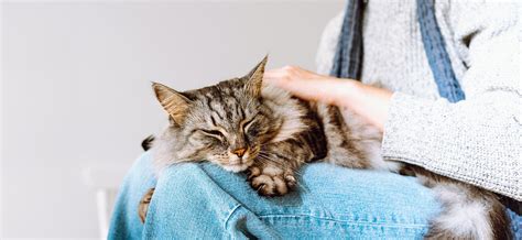 Can Cats Catch Colds, and How? - Life with pets