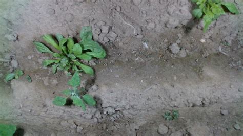 Image result for Arduino Weed Identifier Python