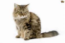 cat breed the top 8 largest domestic cat breeds pets4homes cat breed the top 8 largest domestic cat breeds pets4homes