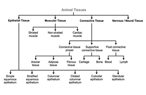 Image result for Flow Chart of Class 9 Science Ch.6 Tissue
