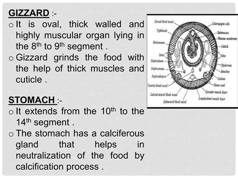 DIGESTIVE EARTHWORM.pptx