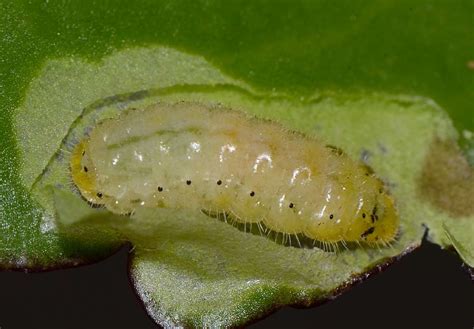 Insect Pests