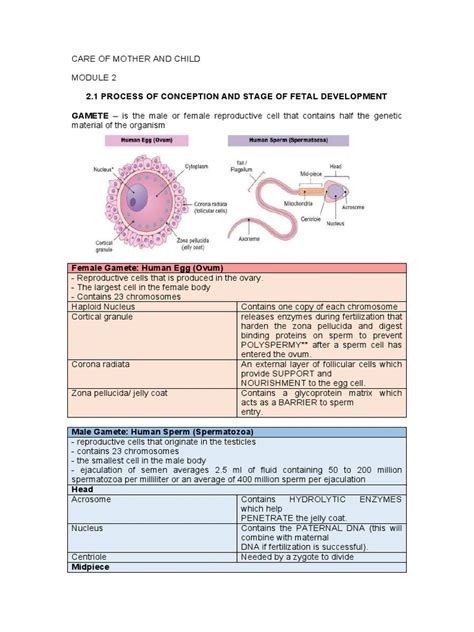 Conception Process Step by Step 的图像结果