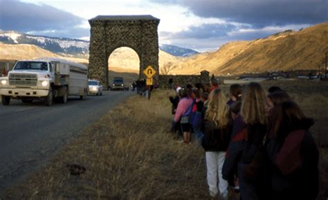 Image result for Wolves of Yellowstone Changing Ecosystem