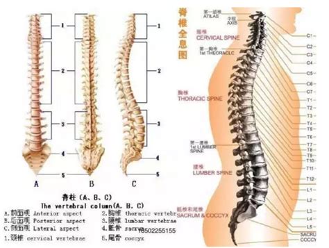 腰椎骨折,腰椎解剖,胸椎骨折(第2页)_点力图库