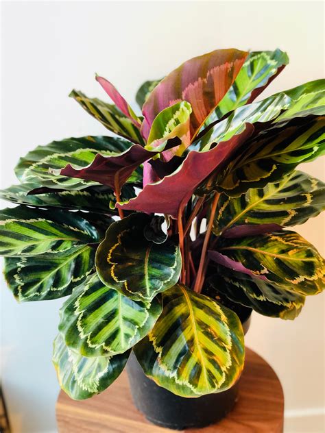 15 Ways To Keep Your Calathea Medallion Plant Happy And Flawless