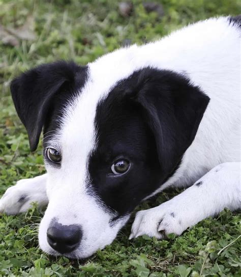 Gideon - Big Fluffy Dog Rescue