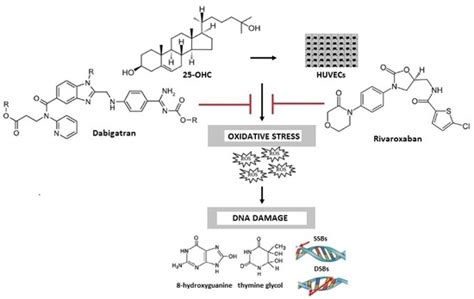 The Protective Effect of Dabigatran and Rivaroxaban on DNA Oxidative ...