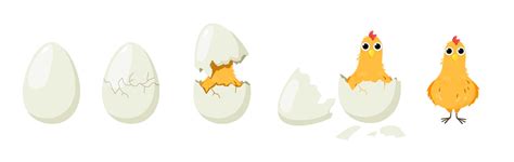 Cute chick hatching process set. vector illustrations of birth steps ...