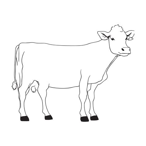 Vector image hand drawing Cow outline illustration 29178748 Vector Art at Vecteezy