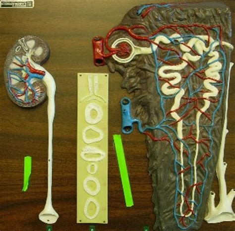 Image result for Nephron Model Project Images Using Clay