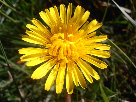DIENTE DE LEÓN: Taraxacum dens-leonis | Plantas rioMoros