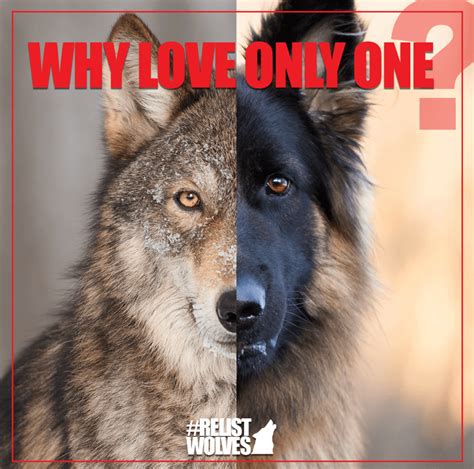 The Pack Press -- All dogs are descended from wolves. : r/wolves