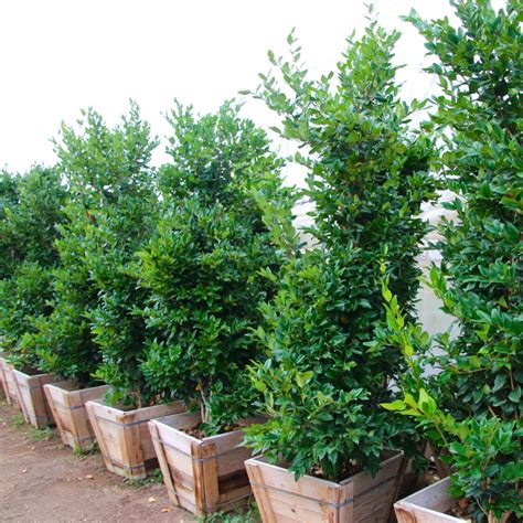 Ligustrum Texanum - Wax-leaf Privet Staked Column