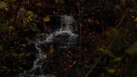 Download wallpaper 1920x1080 stream, leaves, branches, trees, forest ...