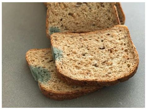 What happens when you eat moldy bread | The Times of India