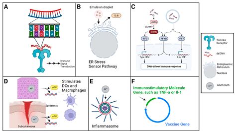 DNA Vaccines: Their Formulations, Engineering and Delivery | MDPI