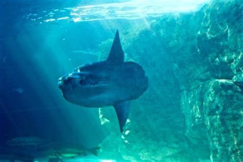 寻找世界上最大的淡水鱼 - jx207的日志 - 网易博客