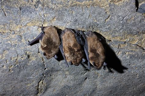 Get Involved | Bats Northwest