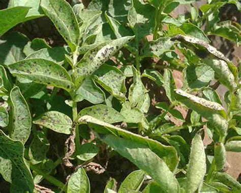 UPL UPL Saaf (Carbendazim 12% + Mancozeb 63% WP) 250 g - Agrostar