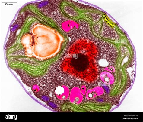 Plant Cell Under Light Microscope Labelled at George Cho blog