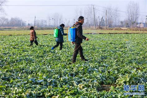 山东青州：大寒到 农事忙-人民图片网