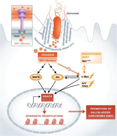 The carcinogenic effect of Salmonella. Salmonella pathogenicity island... | Download Scientific ...