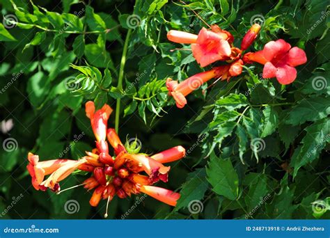 Bright Red Flowers of the Trumpet Vine or Trumpet Creeper - Campsis ...