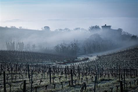 Bordeaux vintners seek strategy against late frosts | wein.plus Wine News