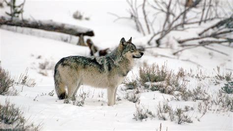 Yellowstone National Park Wolf Photo Where To Find Wolves In