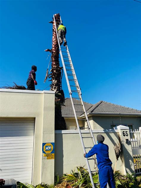 Image result for St. Helena Tree Felling