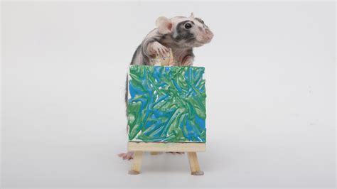 This weeks mini paw paintings by my incredible pet rats - everyone did ...