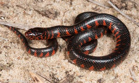 24 Snakes in Virginia - A-Z Animals