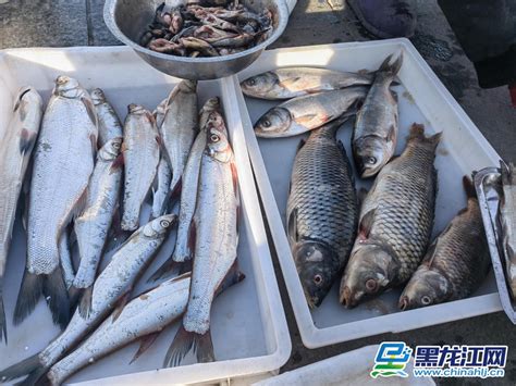 来一起吃鱼啊！第13届吉林市开江鱼美食节4月25日开幕