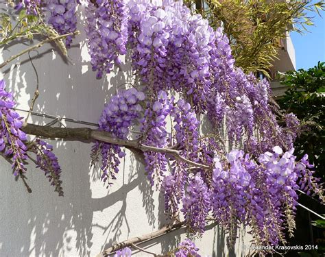 Aggregata Plants & Gardens: Wisteria is a spectacular and fast growing climber