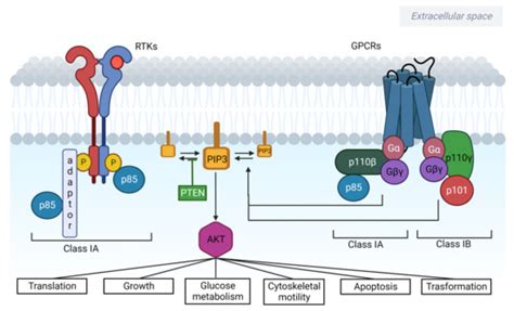 Cancers | Special Issue : PI3K Pathway in Cancer