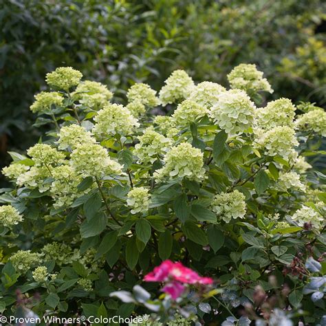 Hydrangea paniculata 'Jane' Little Lime® PP223320 – Nurseries Caroliniana