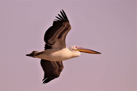 Pelican migration: A photo essay | Julian Alper | The Blogs