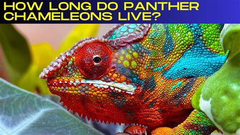 How Long do Panther Chameleons Live? – Chameleon Academy