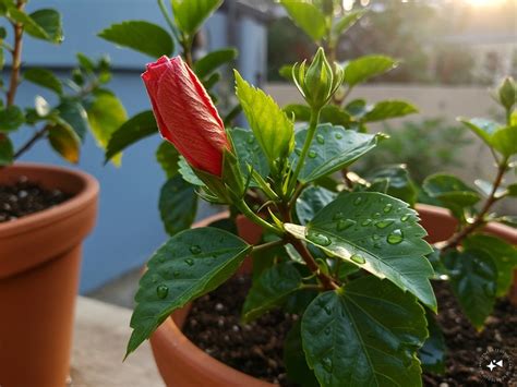 Hibiscus Gardening Tips: জবা গাছে ফুল আসে না? ১৫ দিন অন্তর এই 'কালো ...