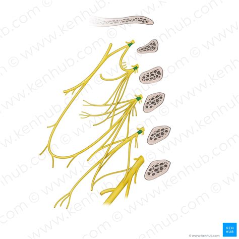 Anterior rami of spinal nerves C1-C4 (#20595) – Kenhub Image License Store
