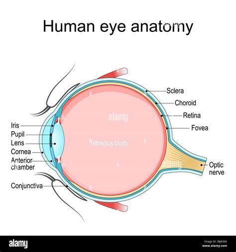 Eye anatomy. Cross section of a Human eyeball. Diagram for education ...