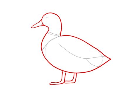 Duck Drawings