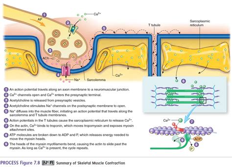 Steps of Muscle Contraction 的图像结果